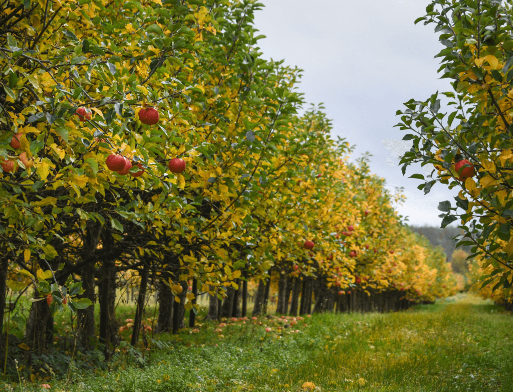 boomgaard familielandgoed